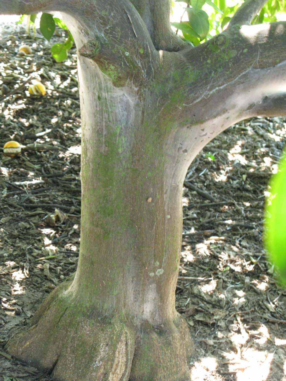            Bark (Winter Haven, FL)   